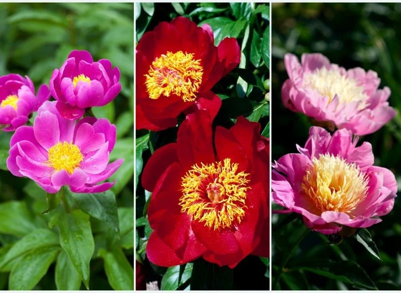 Poszczególne odmiany piwonii chińskiej różnią się wyglądem i kolorem kwiatów