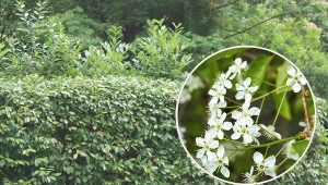 Wiśnia wonna stosowana jest przede wszystkim jako naturalne ogrodzenie na działkach.