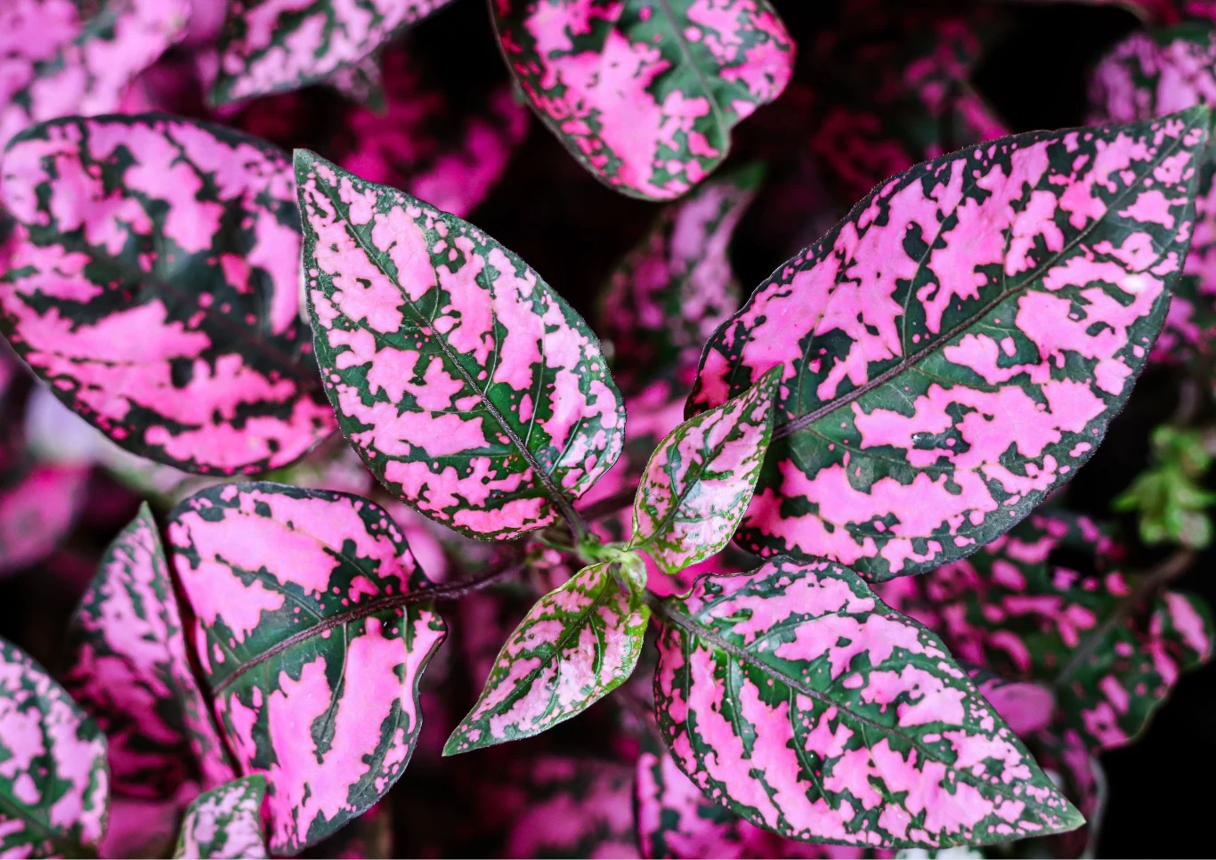 Latem niedośpian może mieć różowofioletowe kwiaty