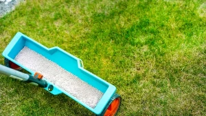 Niezastąpiony jesienny nawóz do trawnika. Tylko jeden składnik, bez potrzeby wapnowania