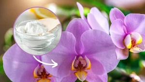 Poznaj przepis na skuteczną odżywkę, która pobudzi storczyka do wzrostu i kwitnienia.