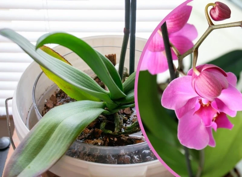 Jak, czym i co ile dni nawadniać storczyki