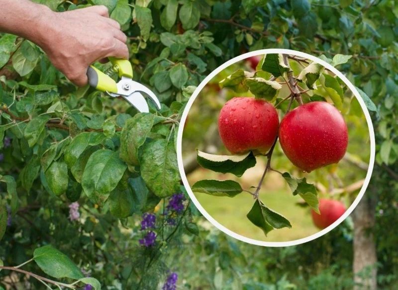 "Wilki" najczęściej można spotkać m