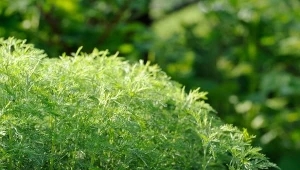 Bylicę boże drzewko charakteryzuje zwarty pokrój.