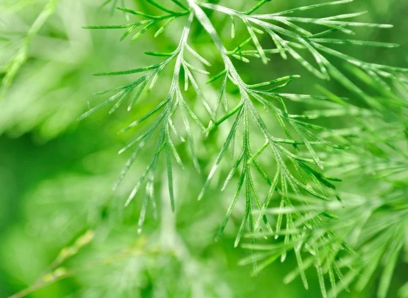 Surowcem zielarskim są liście bylicy bożego drzewka