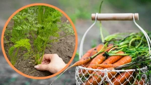 Skrócenie naci marchwi stymuluje wzrost smacznych korzeni tej rośliny.