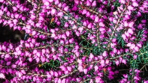 Wrzośce są bardzo często mylone z kwitnącymi jesienią wrzosami. Fot.123RF.com/Piscel