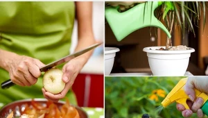 Łupiny cebuli traktowane są jak odpad, choć można przygotować z nich skuteczne opryski i nawozy.