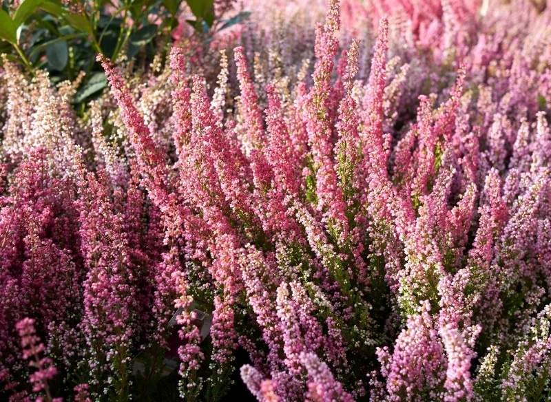 Wrzośce kwitną przeważnie wczesną wiosną, a niektóre latem