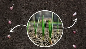 Czosnek zimowy to wytrzymałe warzywo, które dobrze znosi niskie temperatury i może zimować w gruncie.