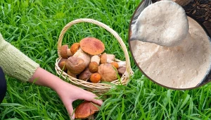 Podpowiadamy, jak zasiać grzyby w ogrodzie, aby ich uprawa zakończyła się sukcesem.