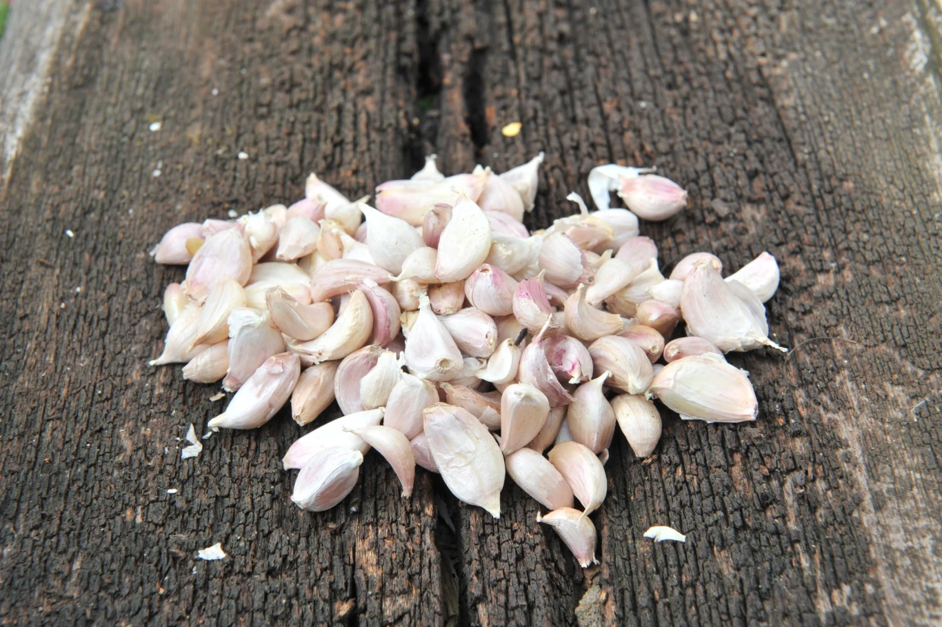 Niektórzy ogrodnicy sadza czosnek już we wrześniu