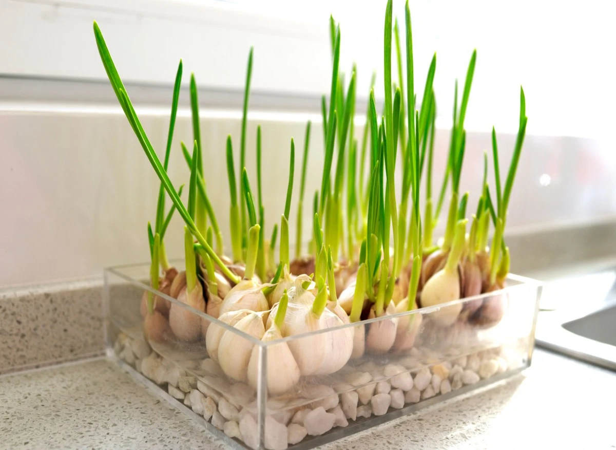 Wystarczy zjadać tylko jeden ząbek czosnku dziennie, by w krótkim czasie odczuć jego korzystny wpływ na zdrowie