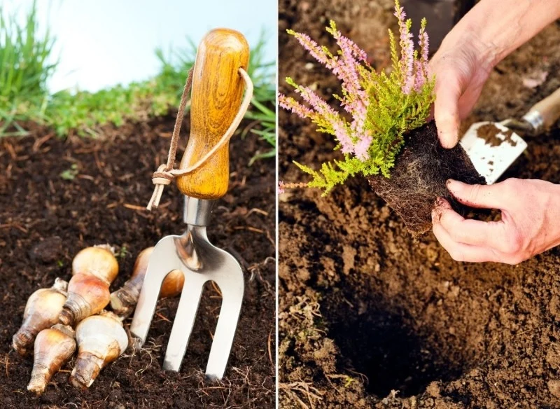 Wrzesień to doskonały moment na sadzenie i sianie wielu gatunków roślin