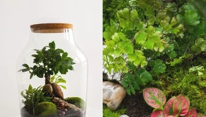 Jak zrobić las w słoiku krok po kroku.