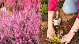 Kiedy najlepiej sadzić wrzosy, aby bunie rosły? Sprawdź.