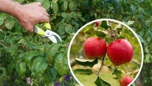 Rozluźnienie korony jabłoni latem sprawia, że owoce pięknie się wybarwiają.