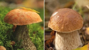 Ile wiesz na temat grzybów rosnących w polskich lasach?