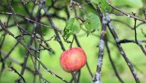 Jabłoń może słabo owocować z różnych powodów.