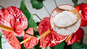 Jak przygotować domową odżywkę na kwitnienie anturium? Dodaj łyżkę tego produktu do wody.