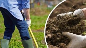 Najlepszy do jesiennego nawożenia gleby jest obornik.