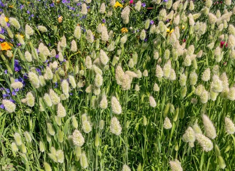 Dmuszek jajowaty zachwyca lekkimi kwiatostanami, które przypominają puszyste ogonki królików