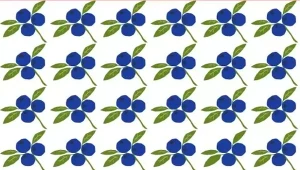 Która borówka jest inna? Dasz radę rozwiązać zagadkę optyczną w mniej nić 15 sekund?