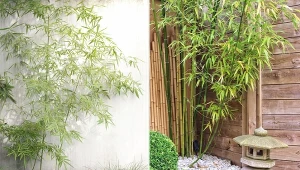 Jakie gatunki bambusa wybrać do ogrodu i jak je odpowiednio pielęgnować, aby rosły przez lata?