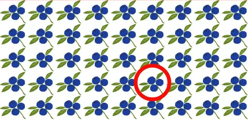 Udało ci się znaleźć inną borówkę