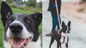 Nie wszyscy muszą płacić podatek za psa. Jak to możliwe?