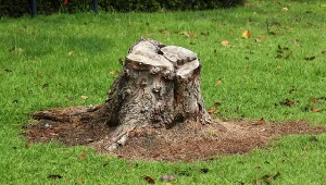 Jak usunąć drzewo i pień, by nie pozostał po nich ślad. Doświadczony ogrodnik zdradza swój sposób