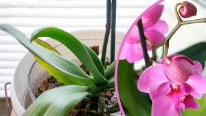 Jak, czym i co ile dni nawadniać storczyki? Podpowiadamy.