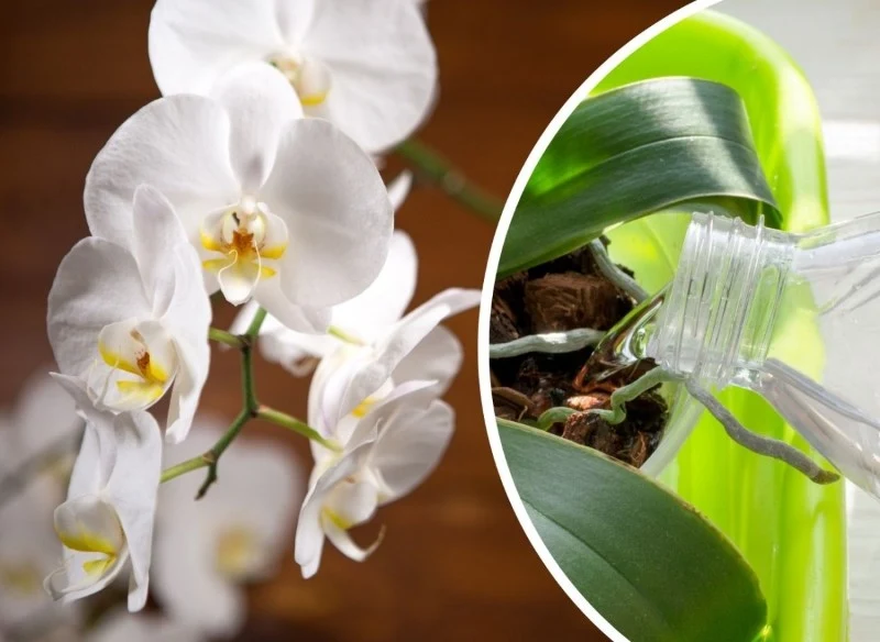 Poznaj dwa naturalne sposoby na kwitnienie storczyków