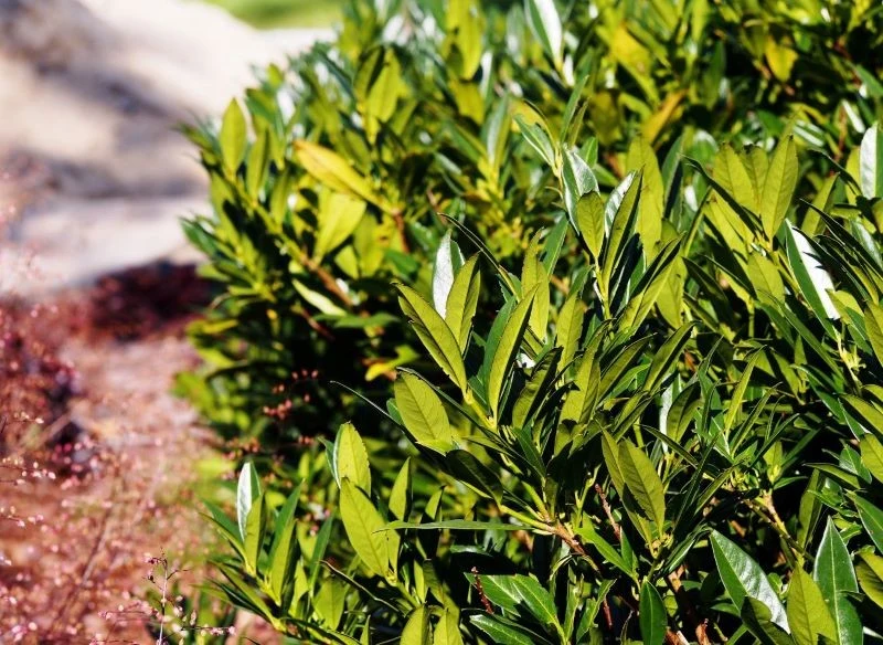 Otto Luyken to odmiana karłowa laurowiśni wschodniej