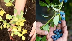 Podpowiadamy, kiedy i jak sadzić borówkę amerykańską, aby mieć dużo pysznych owoców.
