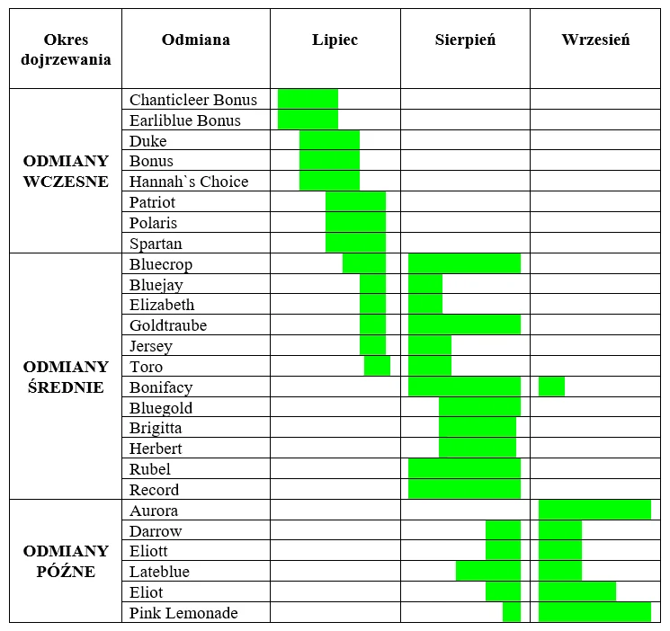 odmiany borówki amerykańskiej