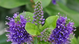 Hebe ma ok. 100 odmian, różnią się wyglądem, kolorem i czasem kwitnienia.