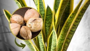 Sprawdź, jak przygotować reanimacyjną odżywkę do sansewierii, dzięki której urośnie jak nigdy wcześniej.