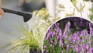 Nie tylko kranówka do podlewania wrzosów. Po takim prysznicu rosną jak na drożdżach.