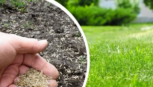 Późne lato i początek jesieni to optymalny czas na założenie trawnika.