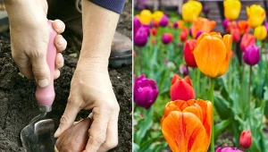 Sprawdź, kiedy i jak sadzić cebule tulipanów, aby podziwiać ich kwitnienie wiosną.