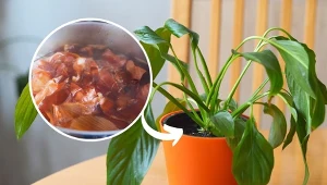 Zrób domową odżywkę na nowe liście i kwitnienie, a chory skrzydłokwiat odżyje w mig.