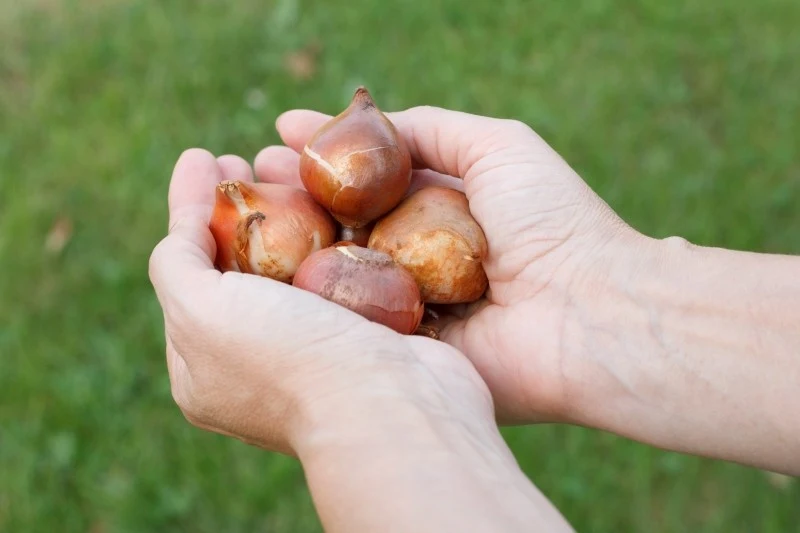 Kupując cebule tulipanów, należy zwrócić uwagę na ich stan