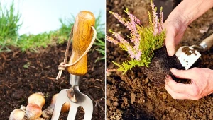 Późne lato to doskonały moment na sadzenie i sianie wielu gatunków roślin.