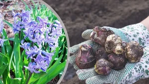 Sposób na sadzenie hiacyntów do gruntu. Przetrwają zimę, a wiosną bujnie zakwitną.