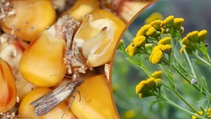 Zastanawiasz się, jak wytępić mole spożywcze? Nasze babcie miały sprawdzone sposoby.