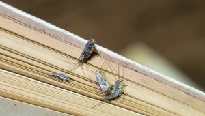 Rybiki, to robaki, które potrafią strawić celulozę. Żyją nie tylko w łazienkach i kuchniach.