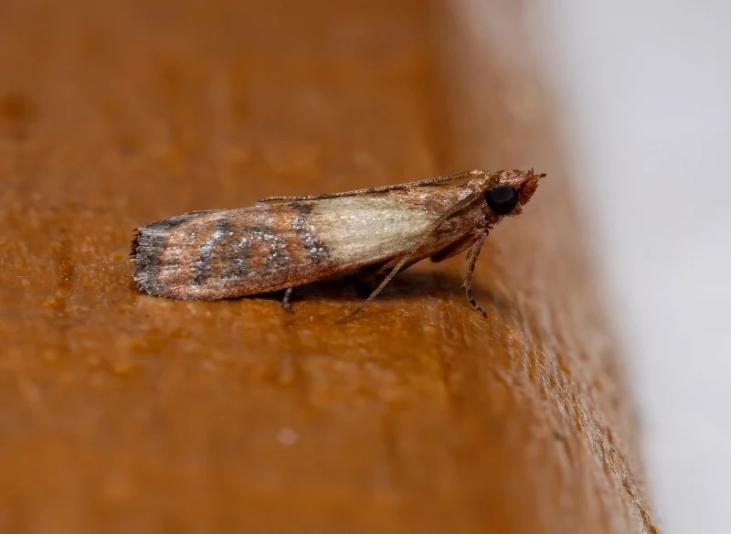 Zdradzamy kilka sposobów na to, jak pozbyć się moli spożywczych z kuchni