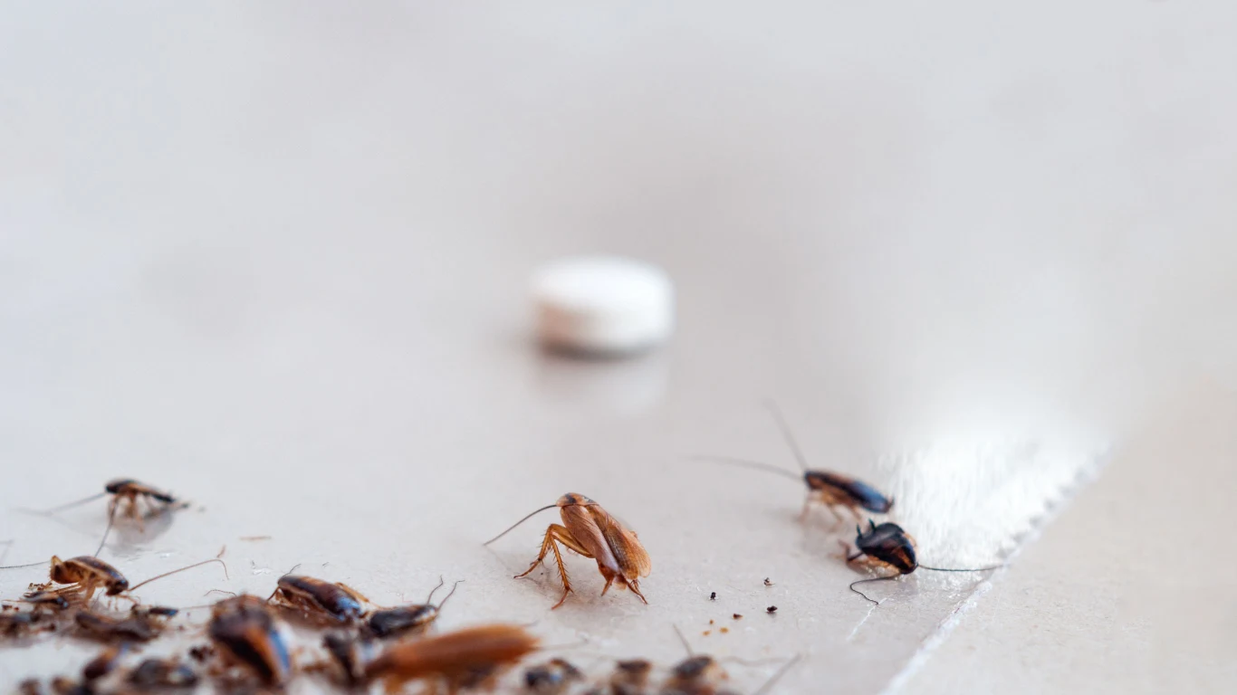 Karaluchy i prusaki to jedne z najgroźniejszych robaków w domu