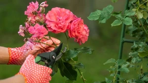 Wyjaśniamy, na czym polega letnie cięcie regeneracyjne róż.